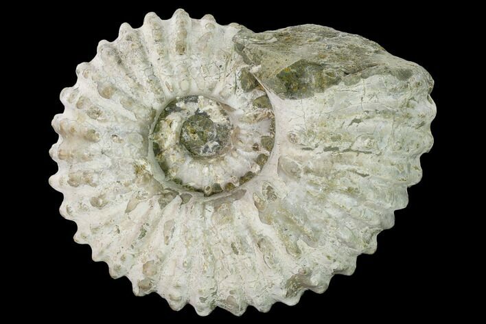Bumpy Ammonite (Douvilleiceras) Fossil - Madagascar #160383